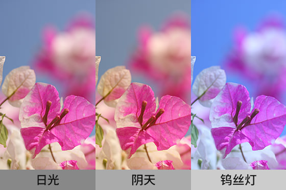 不同白平衡的照片色調(diào)對比實例。